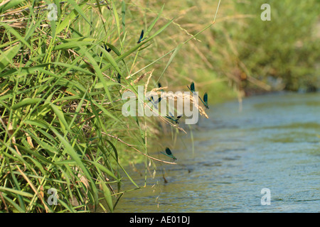 Blackwings bagués, bagués agrion, bagués (Calopteryx splendens, demoiselle Agrion splendens), beaucoup de mâles sur les femelles en attente, Ge Banque D'Images