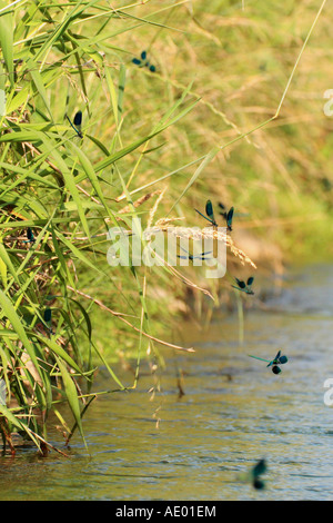 Blackwings bagués, bagués agrion, bagués (Calopteryx splendens, demoiselle Agrion splendens), beaucoup de mâles sur les femelles en attente, Ge Banque D'Images