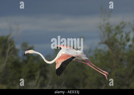 Flamant rose (Phoenicopterus ruber), l'atterrissage, la France, la Camargue Banque D'Images