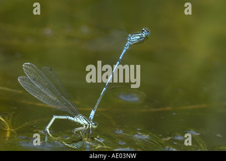 Coenagrion, commune de demoiselles azure (Coenagrion puella), colliers homme femme ponte, Allemagne, Rhénanie du Nord-Westphalie Banque D'Images