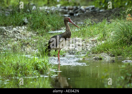 La cigogne noire (Ciconia nigra), la recherche de nourriture, de la Bulgarie, de l'Est des Rhodopes, Madzarovo Banque D'Images