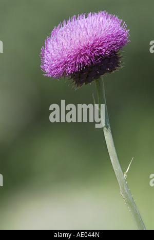 Le musc chardon, chardon penché (Carduus nutans), s'épanouir, de la Bulgarie, de l'Est des Rhodopes Banque D'Images