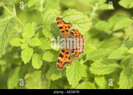 Virgule papillon Polygonia c album soleil sur la mélisse Banque D'Images