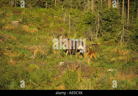 Alce Orignal Alces mère avec un petit veau marche à travers une forêt en Finlande l'Europe Banque D'Images