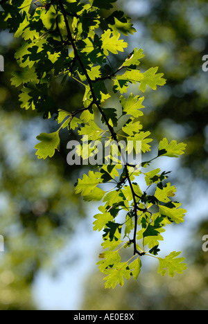 Feuilles d'aubépine rétroéclairées Crataegus monogyna, Pays de Galles, Royaume-Uni. Banque D'Images