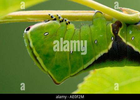 Puss Moth caterpillar Cerura vinula, gros plan sur le pays de Galles, Royaume-Uni. Banque D'Images