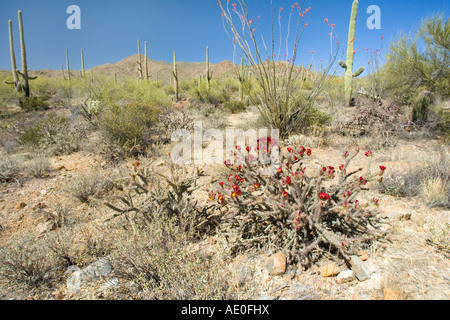 Buckhorn Cylindropuntia acanthocarpa Cholla Tucson Arizona United States 24 avril Cactaceae Banque D'Images