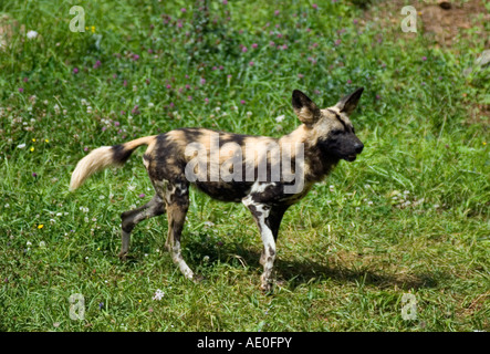 Chien sauvage d'Afrique Banque D'Images