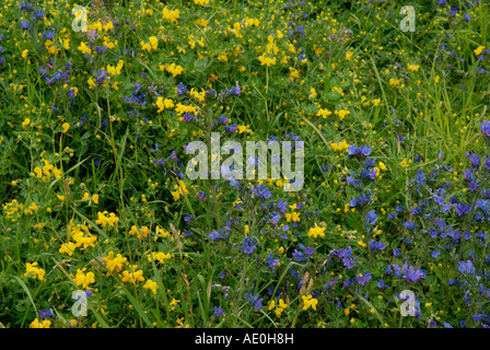 Fleurs sauvages dans une prairie alpine Gran Paradiso National Park Valle d aosta Alpes Italiennes Banque D'Images