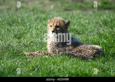 Jeune guépard - Acinonyx jubatus Banque D'Images