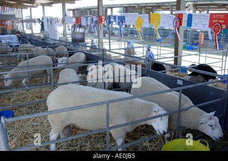 Dans des enclos de moutons gagnante avec rosettes prix Kent County show 2005 ant Banque D'Images