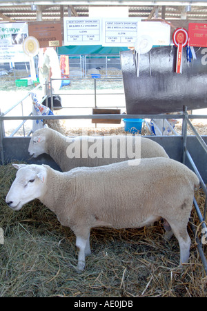 Dans des enclos de moutons gagnante avec rosettes prix Kent County show 2005 ant Banque D'Images