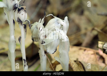 Indian Pipe Monotropa uniflora- -dans une forêt de la Nouvelle-Angleterre Banque D'Images