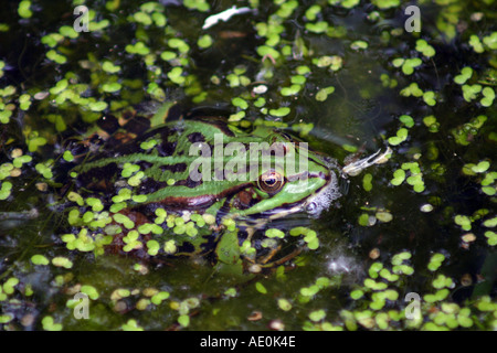 Grenouille des marais Zoo de Budapest Hongrie Banque D'Images