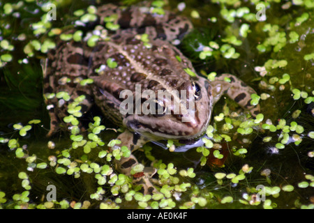 Grenouille des marais Zoo de Budapest Hongrie Banque D'Images
