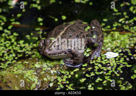 Grenouille des marais Zoo de Budapest Hongrie Banque D'Images