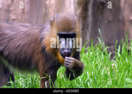 Mandrill Zoo de Budapest Hongrie Banque D'Images