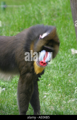 Mandrill Zoo de Budapest Hongrie Banque D'Images