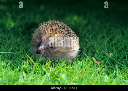 Hérisson Erinaceus europaeus sur l'herbe Banque D'Images