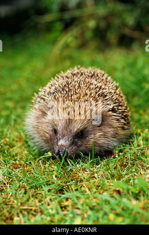 Hérisson Erinaceus europaeus sur l'herbe Banque D'Images