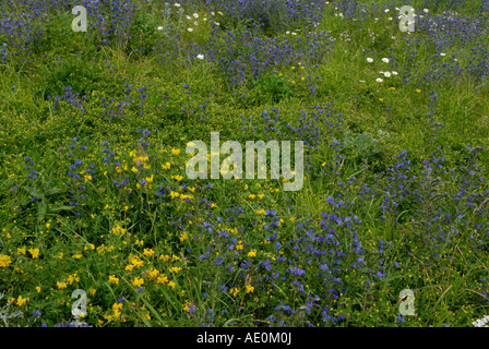 Fleurs sauvages dans une prairie alpine Gran Paradiso National Park la vallée d'Aoste Alpes Italiennes Banque D'Images