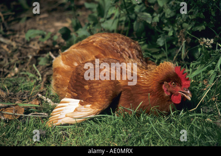 Poussière de poulet fermier cornwall baignade Banque D'Images