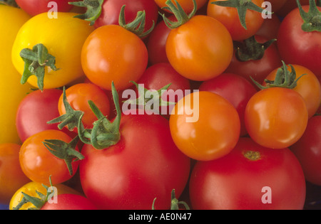 Solanum lycopersicum syn Lycopersicon esculentum . Assortiment de tomates rouges orange et jaunes. Banque D'Images