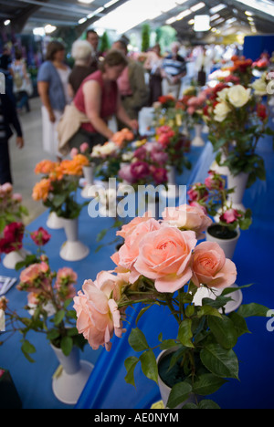 Roses sur affichage dans la flower show au Great Yorkshire Show Harrogate Banque D'Images