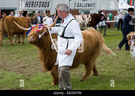 Les bovins Highland cattle dans le concours à la grande exposition du Yorkshire Harrogate Banque D'Images