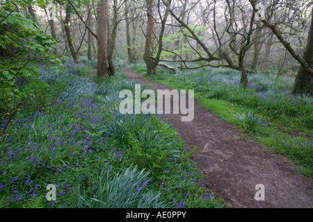 St bois bluebell loy penwith Cornwall Banque D'Images