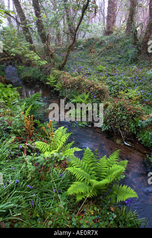 St bois bluebell loy penwith Cornwall Banque D'Images