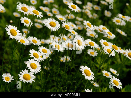 Marguerites Leucanthemum vulgare Oxeye Sterling Forest New York Banque D'Images