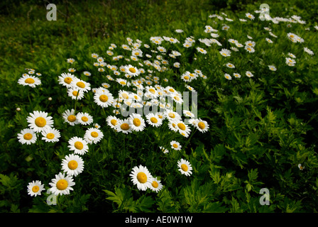 Marguerites Leucanthemum vulgare Oxeye Sterling Forest New York Banque D'Images