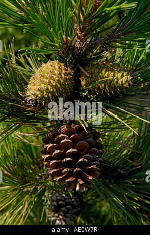 Pommes de pin, les cônes femelles, pas de pin, Pinus rigida Banque D'Images