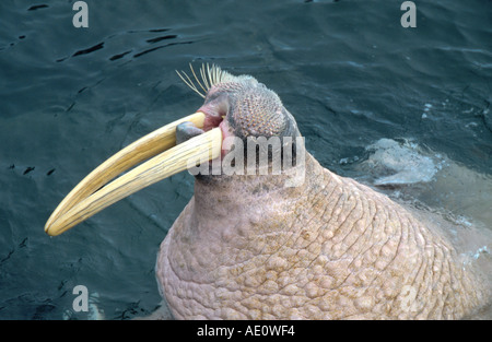 Le morse (Odobenus rosmarus), bull dans l'eau, USA, Alaska Banque D'Images