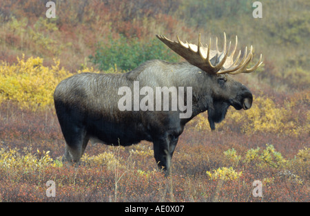 La toundra de l'Alaska, l'orignal l'orignal, le Yukon de l'orignal (Alces alces gigas), Bull, seul debout dans la pluie, USA, Alaska, Denali NP Banque D'Images