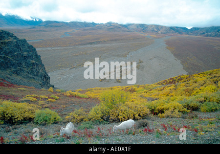 Les mouflons de Dall, mouton blanc (Ovis dalli), la mère avec un jeune, manger, à col polychrome, grand angle, la toundra en couleurs d'automne, Banque D'Images