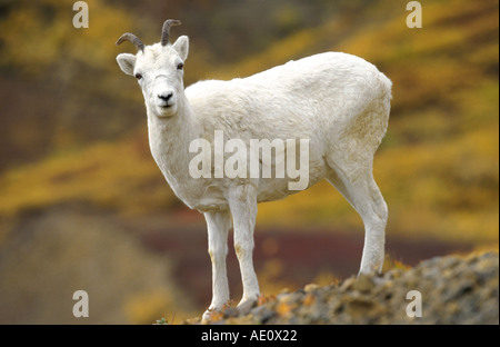 Les mouflons de Dall, mouton blanc (Ovis dalli), seule femme, debout sur le roc, la toundra en couleurs d'automne, au col polychrome, USA, Alaska Banque D'Images