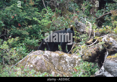 Ours noir (Ursus americanus), Mère avec cub debout sur rock en forêt, la végétation verte, le Canada, la Colombie-Britannique Banque D'Images