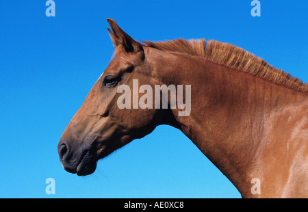 Cheval Trakehner (Equus przewalskii f. caballus), portrait, Allemagne, Schleswig-Holstein Banque D'Images