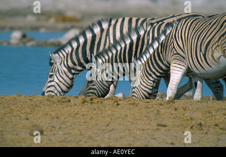 Damara-Zebra (Equus quagga antiquorum, Equus quagga damara), trois personnes de l'alcool au point d'eau, de la Namibie, Etosha NP Banque D'Images