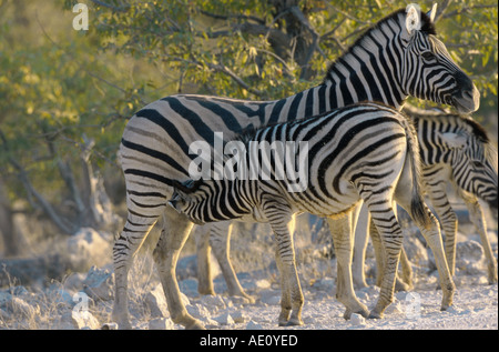 Damara-Zebra (Equus quagga antiquorum, Equus quagga damara), chez la jument poulain Banque D'Images