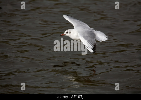 Mouette rieuse Larus ridibundus black en vol Banque D'Images