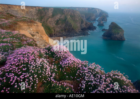 Bedruthan steps Cornwall vue montrant les piles de la mer et falaise ligne avec l'économie au premier plan printemps Banque D'Images