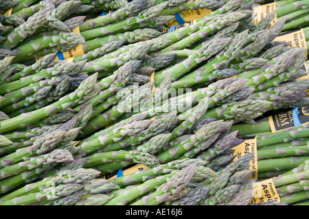 L'asperge (Asparagus officinalis) spears liés ensemble dans un groupe. Cette saison, est une bonne source d'acide folique, bêta- Banque D'Images