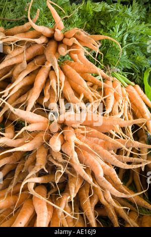 Tas de carotte, Daucus carota, qui ont été cultivées dans une ferme bio. Les racines de carottes, un membre de la famille de persil, conta Banque D'Images