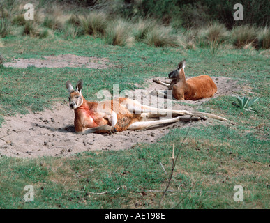 Marsupial australien kangourou rouge (Macropus rufus) Australie Banque D'Images