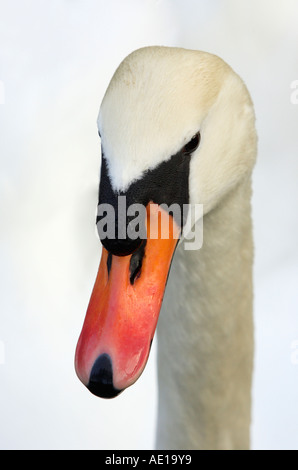 Cygne tuberculé Cygnus olor Banque D'Images