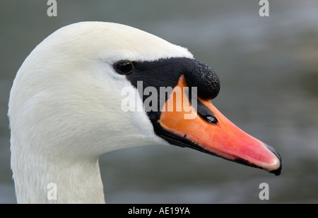 Cygne tuberculé Cygnus olor Banque D'Images