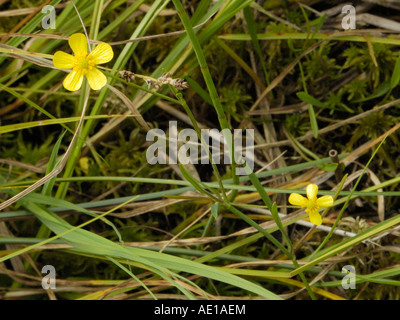 Ranunculus flammula, Spearwort moindre Banque D'Images